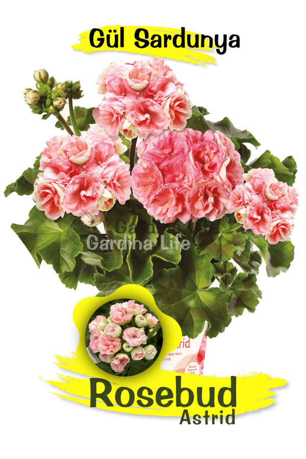 Rosebud Astrid Gül Sardunya Fidesi