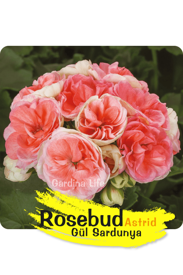 Rosebud Astrid Gül Sardunya Fidesi - 3