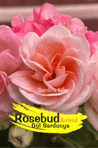 Rosebud Astrid Gül Sardunya Fidesi - 6