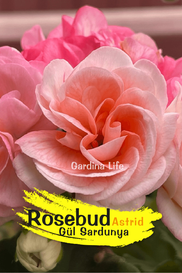 Rosebud Astrid Gül Sardunya Fidesi - 6