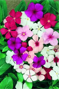 Rozet  Fidesi  Mix ( Vinca ) - 1