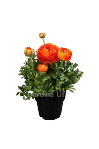 Şakayık Çiçeği Fidesi Orange 10 Adet - 1