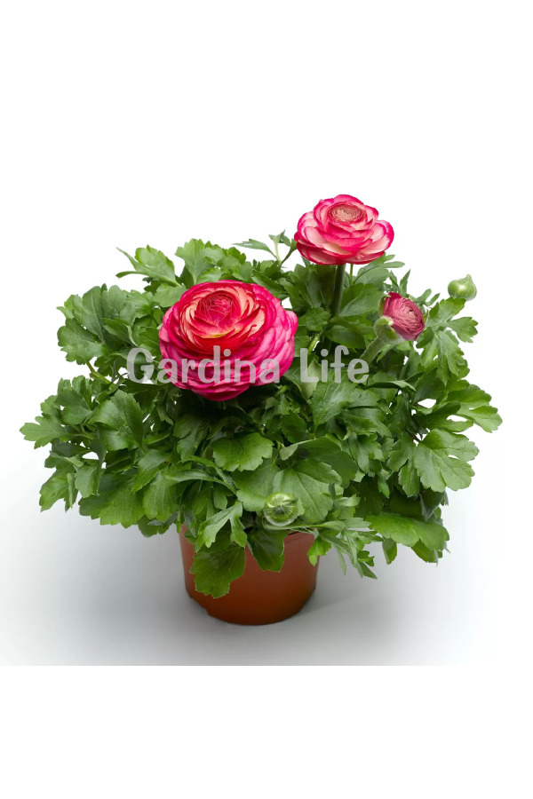 Şakayık Çiçeği Fidesi Rose Delight 10 Adet