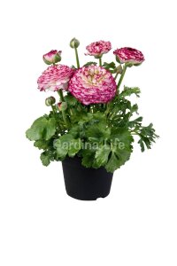 Şakayık Çiçeği Fidesi Violet Bicolor 10 Adet - 1
