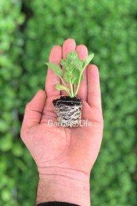 Şakayık Çiçeği Fidesi Violet Bicolor 10 Adet - 2