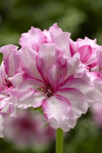Sakız Sardunya Fidesi Pink Bicolor  - 1