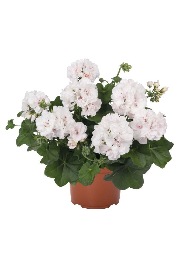 Sakız Sardunya Fidesi White 