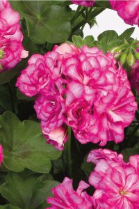 Sakız Sardunya Fidesi Katmerli  Arctic Rose  - 1