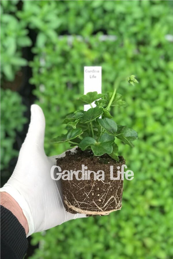 Sakız Sardunya Fidesi Katmerli  Arctic Rose  - 2