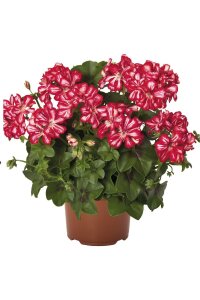 Sakız Sardunya Fidesi  Arctic Scarlet  - 1