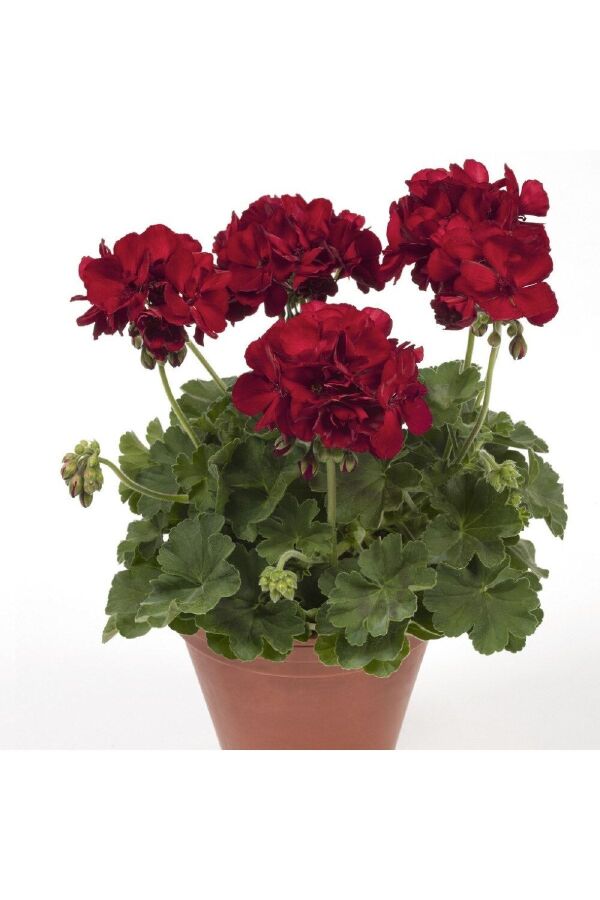 Sakız Sardunya Fidesi Dark Red 