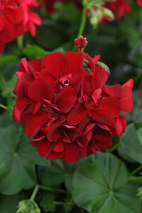 Sakız Sardunya Fidesi Deep Red  - 1