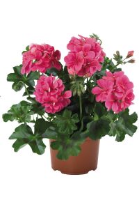 Sakız Sardunya Fidesi  Rose - 1