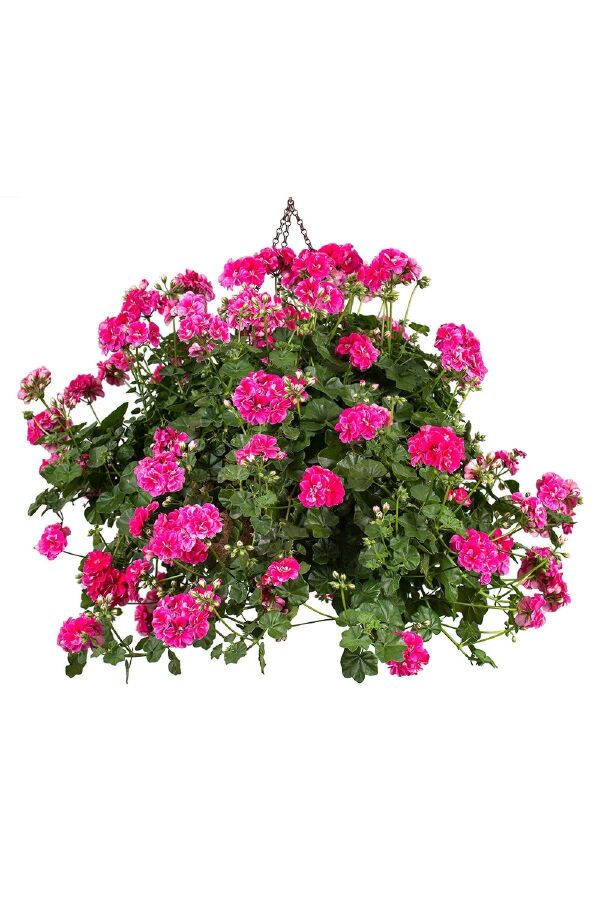 Sakız Sardunya Fidesi Stardust Rose 