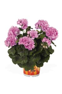 Sakız Sardunya Fidesi  Violet - 1