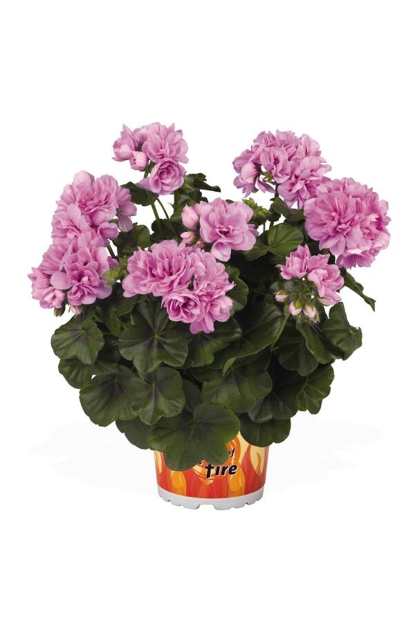 Sakız Sardunya Fidesi  Violet