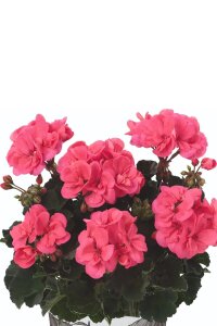 Sardunya Fidesi Coral  - 3
