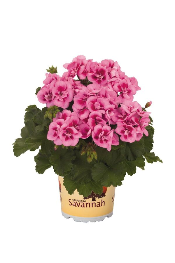 Sardunya Fidesi Rose Splash