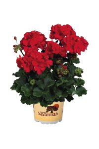 Sardunya Fidesi Bright Red  - 1