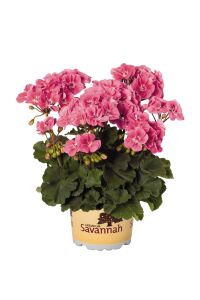 Sardunya Fidesi Pink  - 1