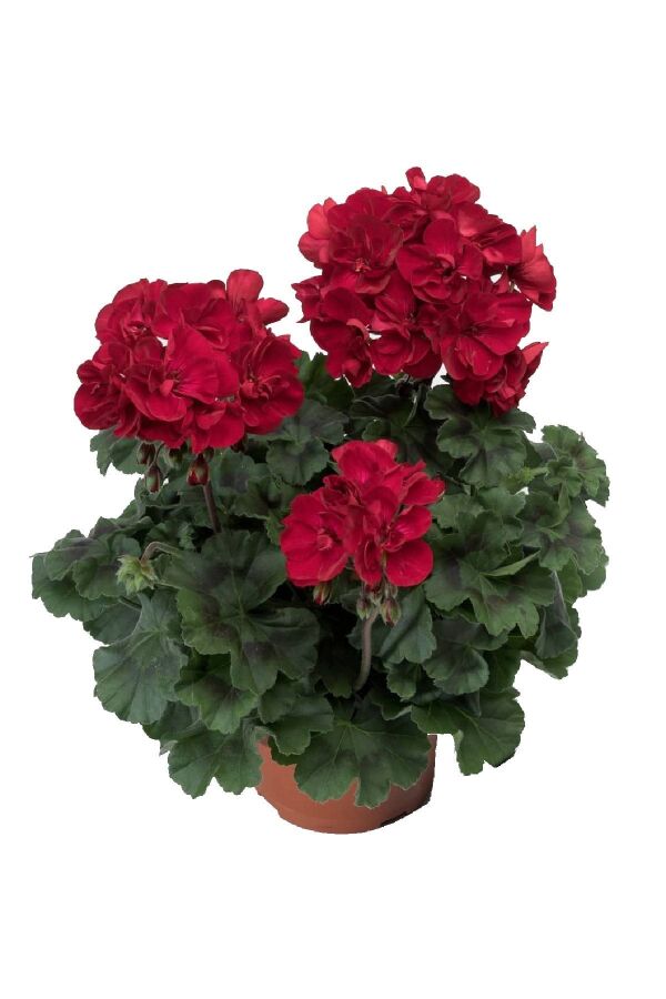 Sardunya Fidesi Red