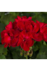 Sardunya Fidesi Red - 2