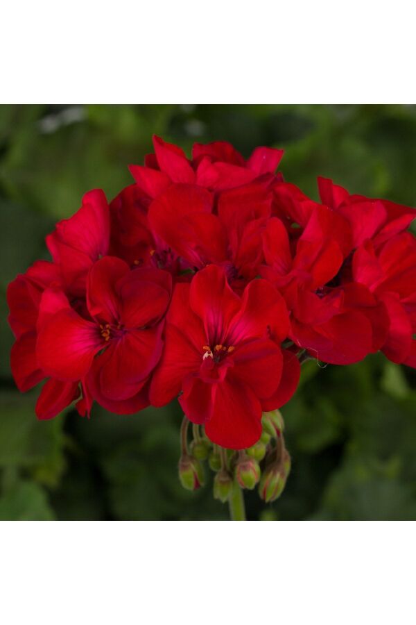Sardunya Fidesi Red - 2