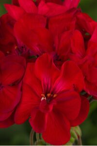 Sardunya Fidesi Red - 3