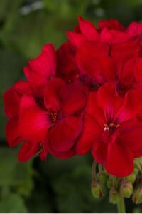 Sardunya Fidesi Red - 4