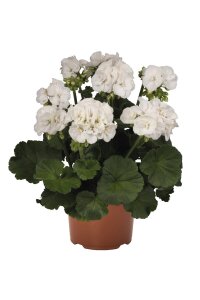 Sardunya Fidesi White  - 1