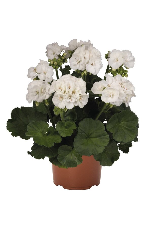 Sardunya Fidesi White  - 1