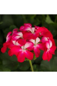 Sardunya Fidesi Özel Tür Cherry Ice  - 1