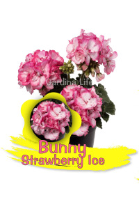 Sardunya Fidesi Özel Tür Bodur Strawberry Ice  - 1