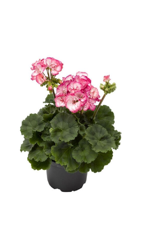 Sardunya Fidesi Özel Tür Bodur Strawberry Ice  - 6