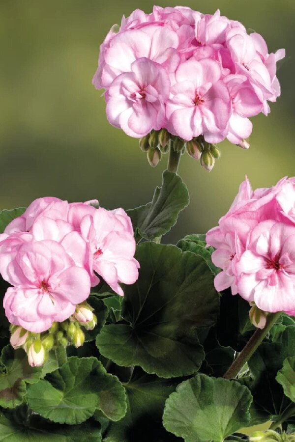 Sardunya Fidesi Pink Picotee  - 1