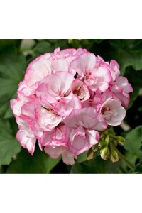 Sardunya Fidesi Pink Picotee  - 3