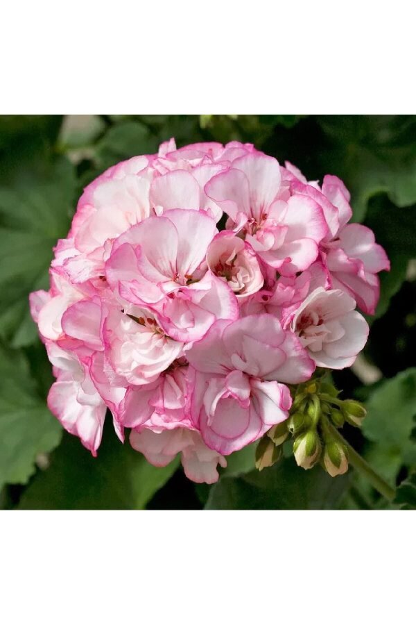 Sardunya Fidesi Pink Picotee  - 3