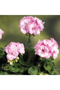 Sardunya Fidesi Pink Picotee  - 4