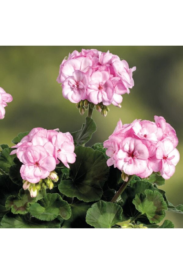 Sardunya Fidesi Pink Picotee  - 4