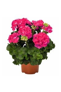Sardunya Fidesi Rose  - 1