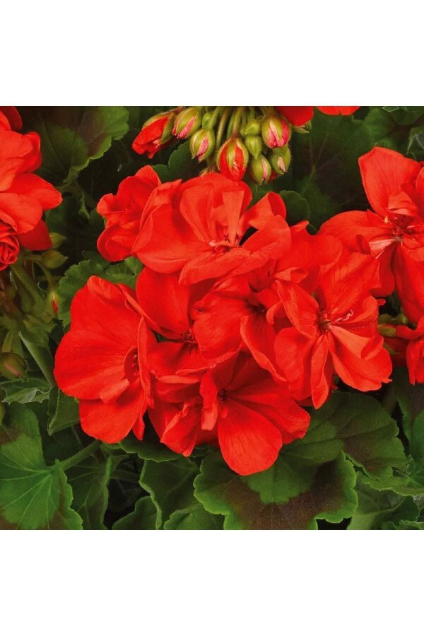 Sardunya Fidesi Deep Orange Eye  - 3