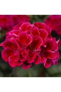 Sardunya Fidesi Red Splash  - 1