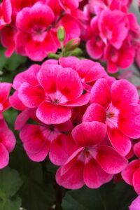 Sardunya Fidesi Pink Splash  - 5