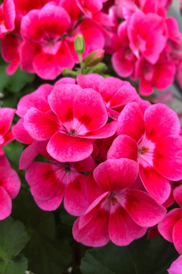 Sardunya Fidesi Pink Splash  - 5