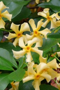 Sarı Çiçekli Arap Yasemini Fidesi  ( Trachelospermum Star Of Toscane ) - 1
