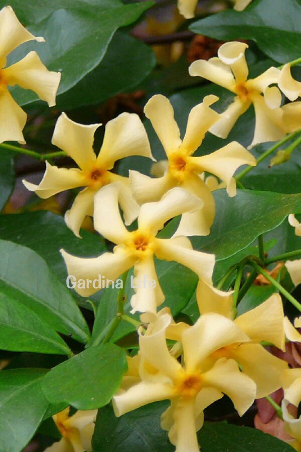 Sarı Çiçekli Arap Yasemini Fidesi  ( Trachelospermum Star Of Toscane ) - 1