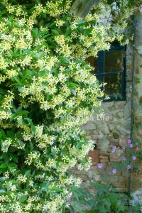 Sarı Çiçekli Arap Yasemini Fidesi  ( Trachelospermum Star Of Toscane ) - 2