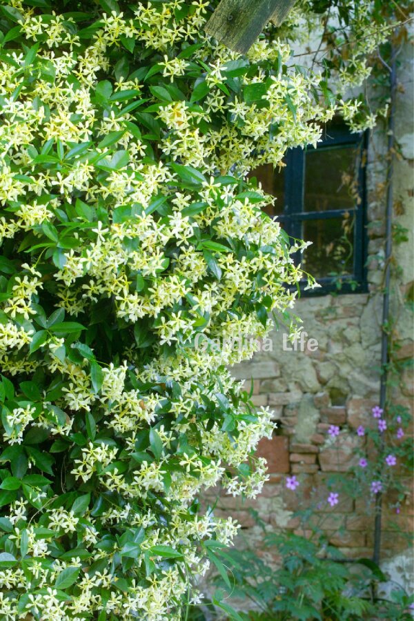 Sarı Çiçekli Arap Yasemini Fidesi  ( Trachelospermum Star Of Toscane ) - 2