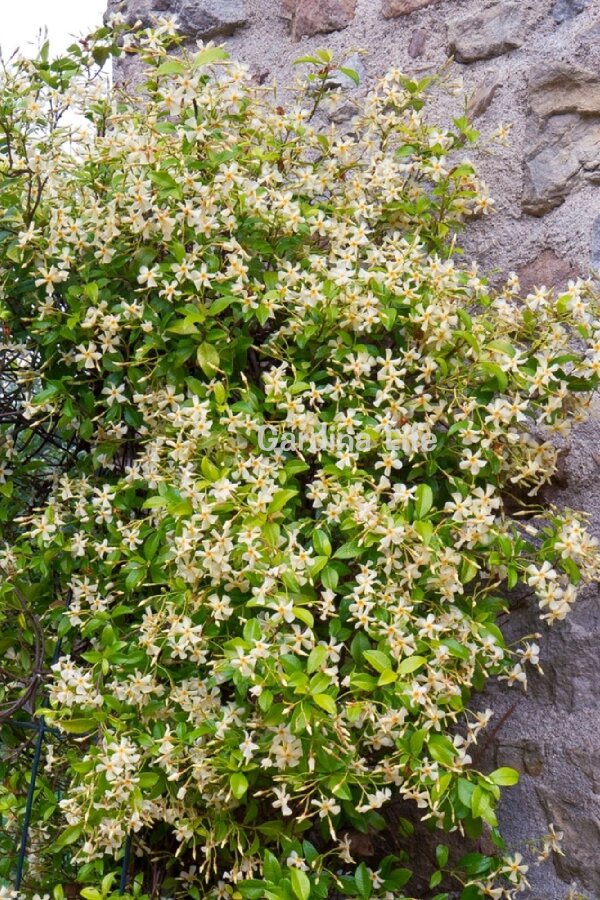 Sarı Çiçekli Arap Yasemini Fidesi  ( Trachelospermum Star Of Toscane ) - 4