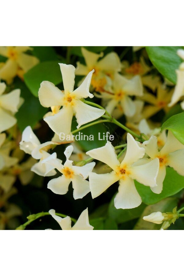 Sarı Çiçekli Arap Yasemini Fidesi  ( Trachelospermum Star Of Toscane ) - 5